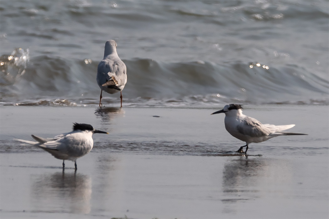 Sandwich Tern